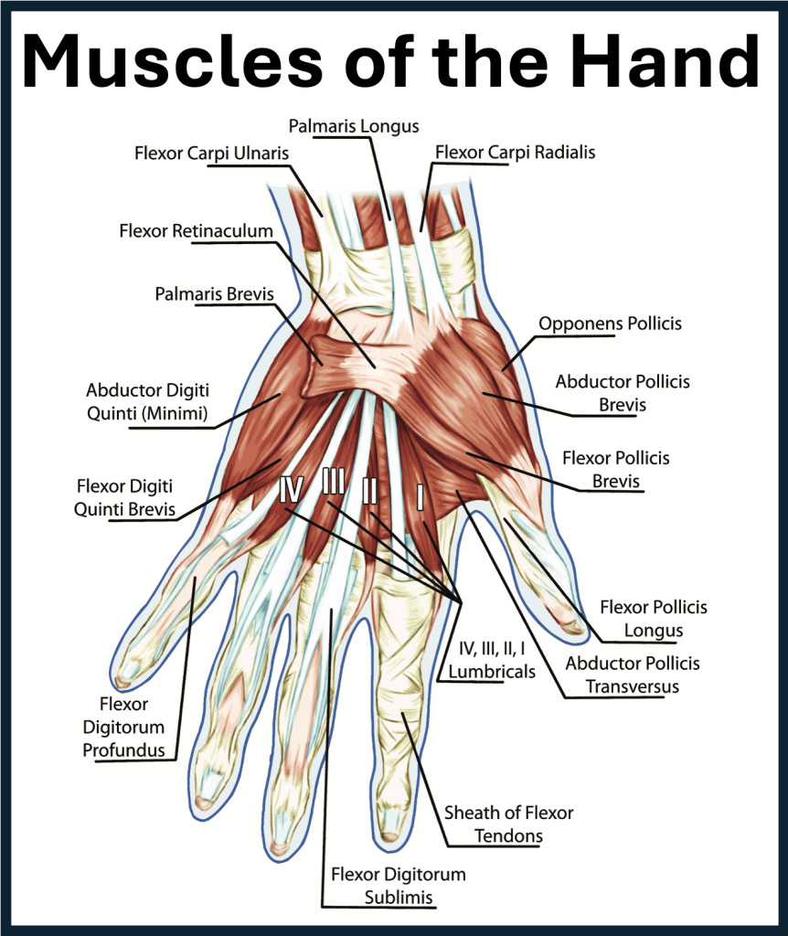 Anatomy Of The Hand Diagram Anatomy Of The Hand Diagram